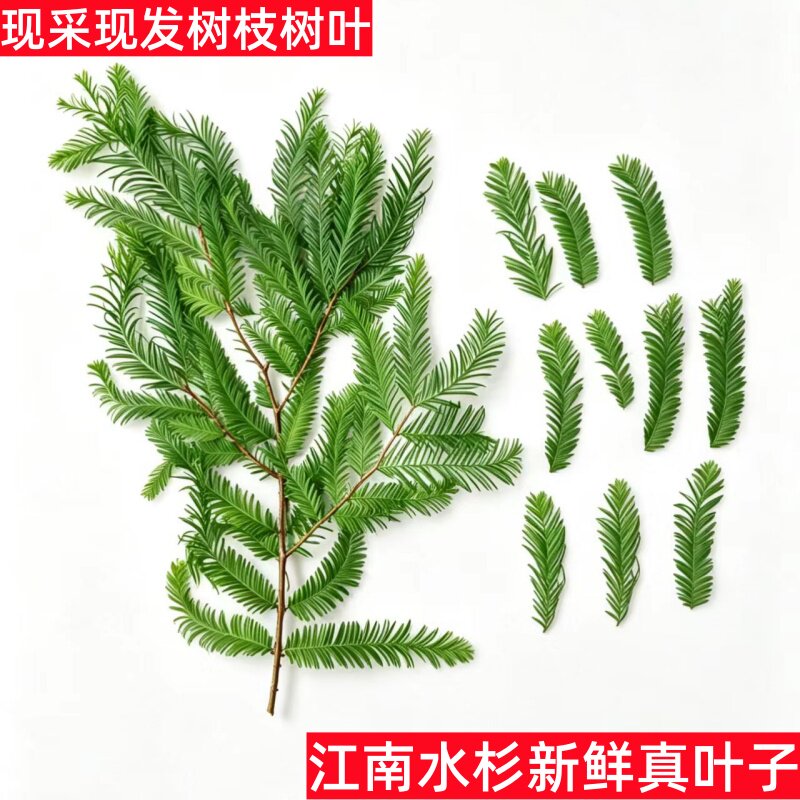 水杉绿叶真树叶梳子杉树枝盆景观赏餐桌果盘菜系摆设花园