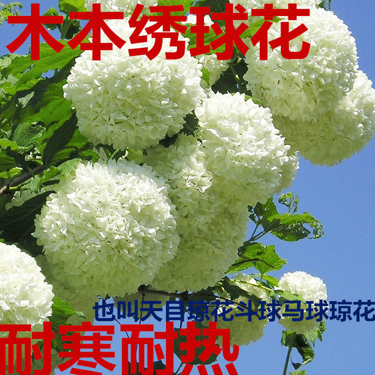 木本绣球树苗又名斗球马球琼花天目琼花大花绣球庭院花园盆栽植物