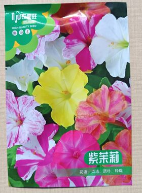 紫茉莉种子地雷花花卉多色夏季