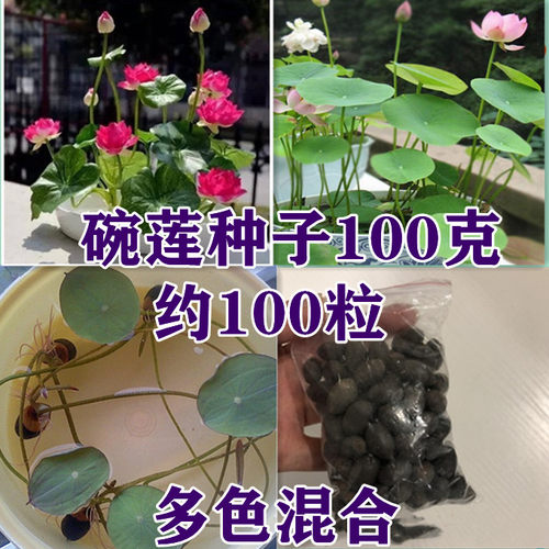 水培荷花碗莲种子夏季开花植物