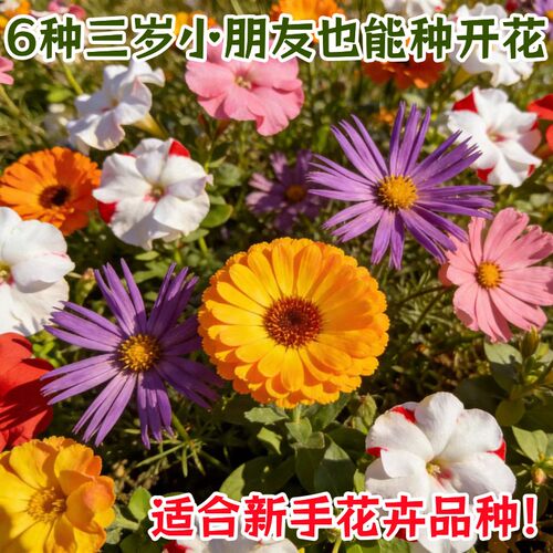 学生种花套餐花种子凤仙花波斯菊