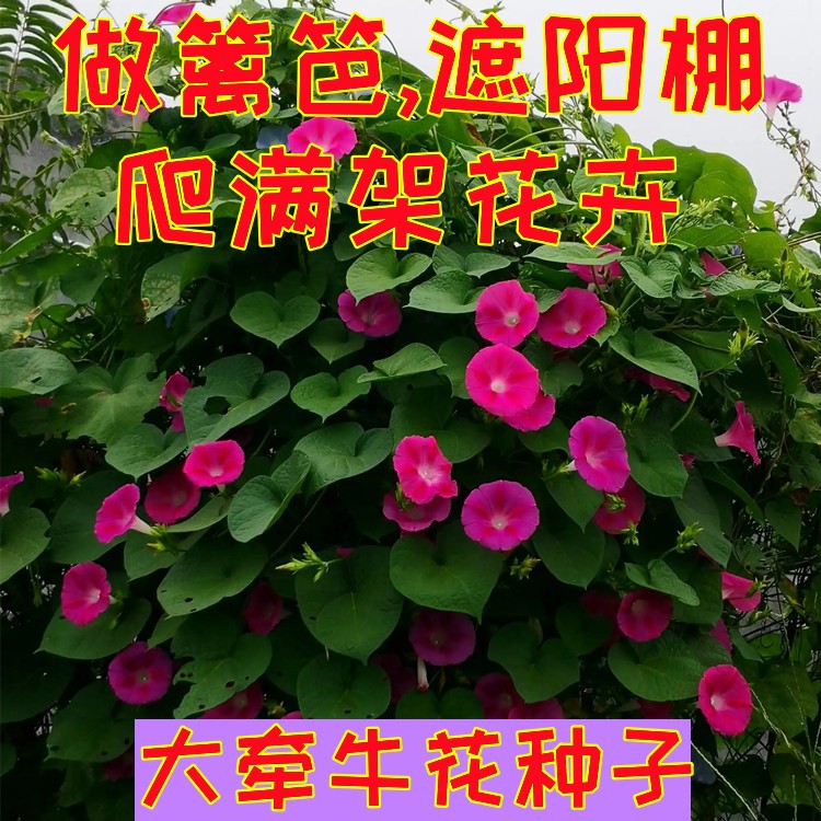 大牵牛花种子室外爬藤篱笆遮阳盆栽观花高喇叭花籽四季开花易种