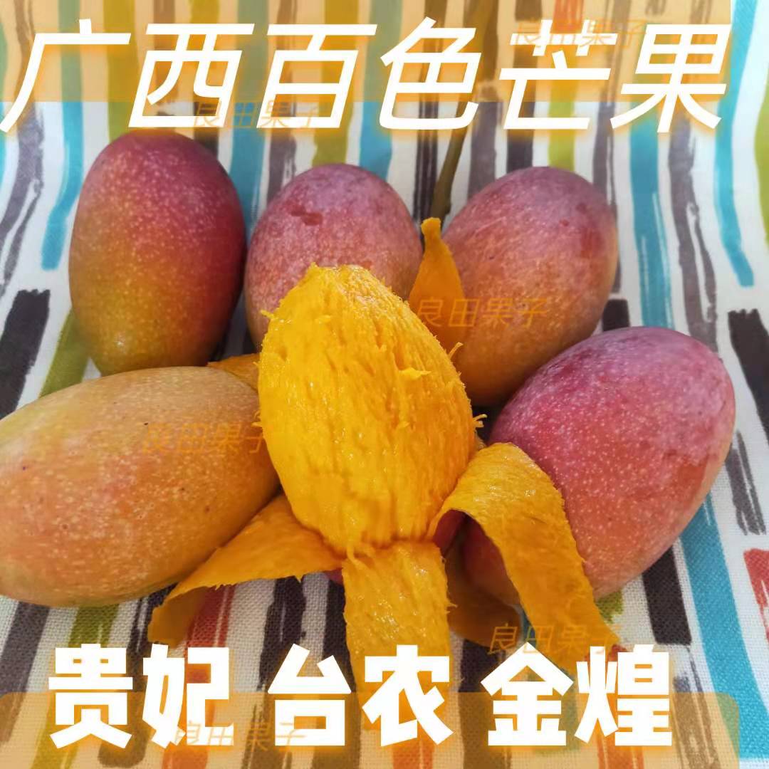广西 百色贵妃芒果  田阳芒果之乡 果期较短