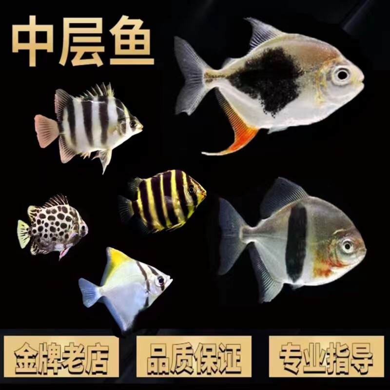 粗线银板黑桃a虎纹鱼非洲金鼓鱼银鼓黄鳍鲳龙鱼配鱼中层热带鱼