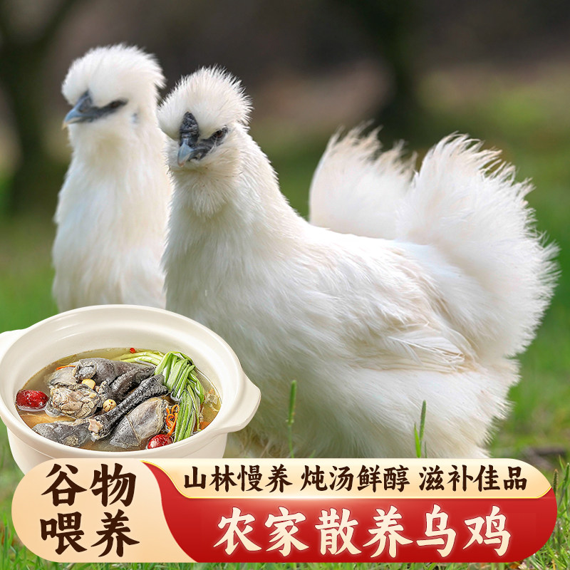 乌鸡新鲜现杀白羽鸡土鸡农家散养走地母鸡煲汤整只月子正宗乌骨鸡