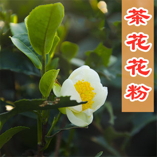 买 YH大黄蜂 新鲜茶花粉500g原粉 养蜂农家纯蜂花粉 多找客服