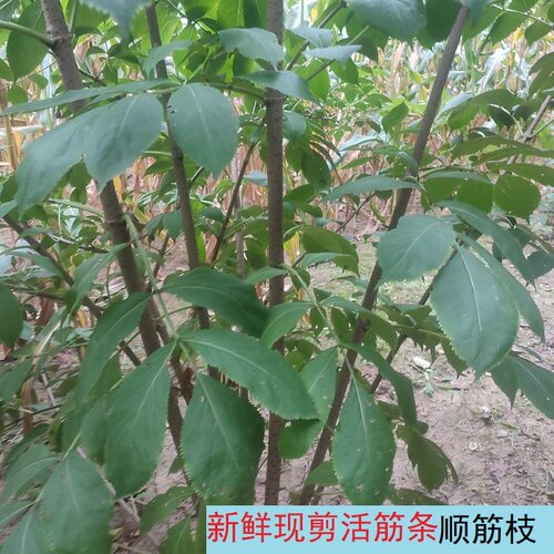新鲜现剪活筋条顺筋骨树