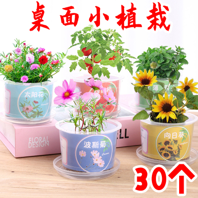 桌面小植栽小学生玩具小奖品