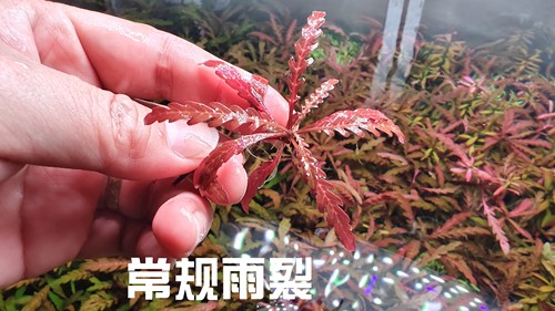 雨裂UK羽裂水蓑衣新品无泥造景沙缸可养造景绑树上水草水下叶草缸