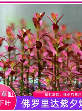 紫夕烧佛罗里达夕烧中景草紫色红草荷兰景高端水草水下叶