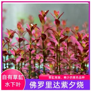 紫夕烧佛罗里达夕烧中景草紫色红草荷兰景高端水草水下叶