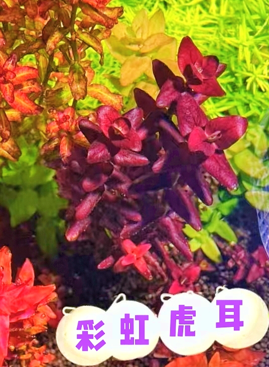 彩虹虎耳新加坡彩虹紫虎耳水草鱼缸造景草缸后景造景二氧化碳