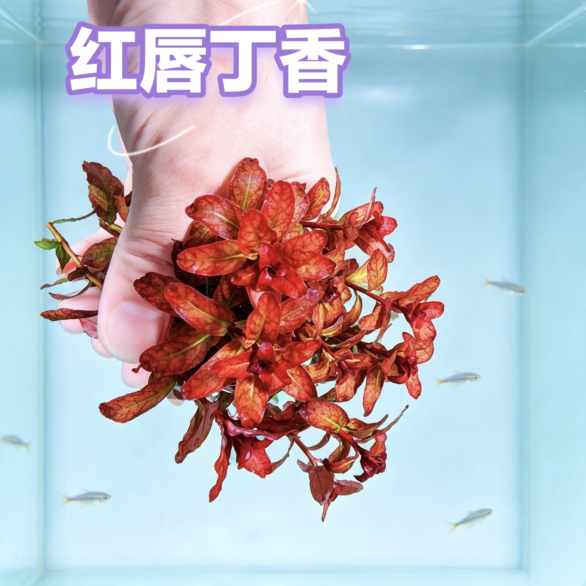红唇丁香水下叶水草造景红色中后景水草自养自来水荷兰景菜园子