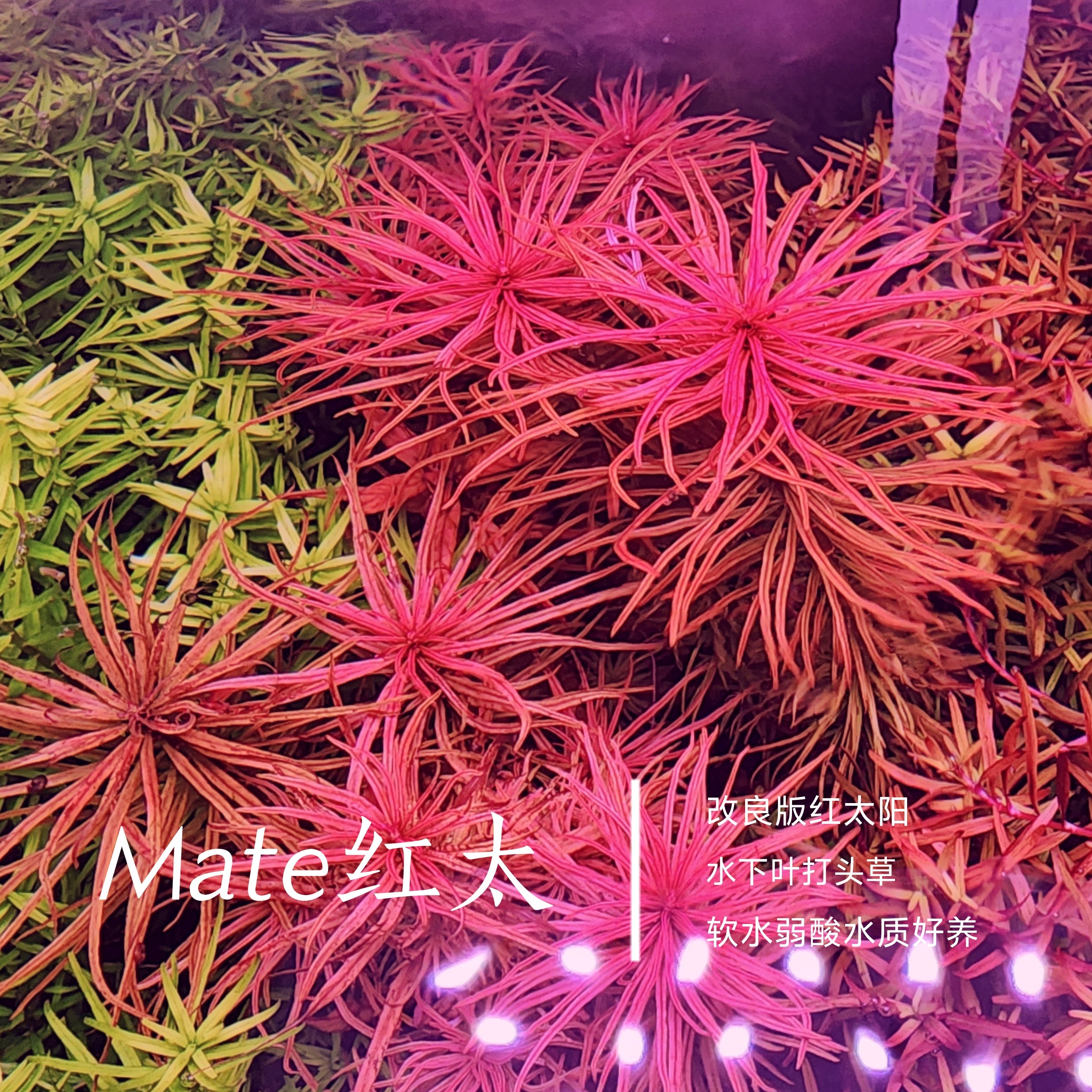 Mate红太阳改良版水下叶打头草后景草缸造景中景草荷兰景红草菜园