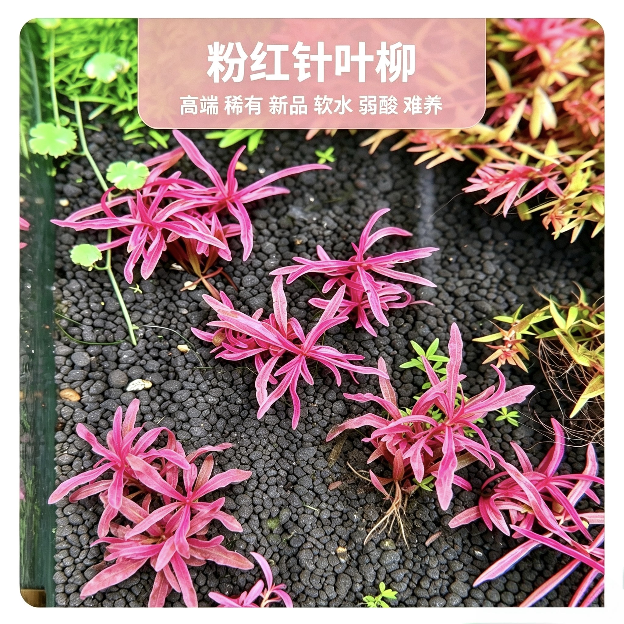 粉红针叶柳高端稀有新品前景粉色白色水草植物鱼缸真草造景生态