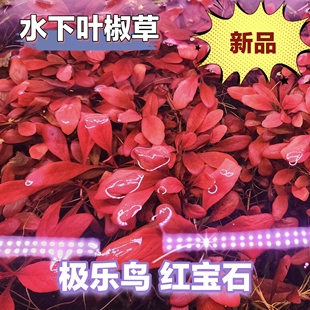 水下叶红色椒草阴性水草极乐鸟椒草红宝石水草鱼缸造景中景草