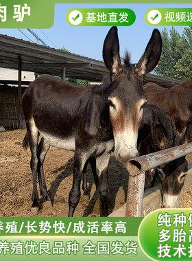 小毛驴出售活驴小驴仔活体肉驴驹黑驴德州驴三粉驴乌头驴母驴技术