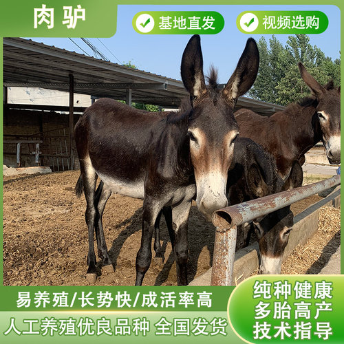 小毛驴出售活驴小驴仔活体肉驴驹黑驴德州驴三粉驴乌头驴母驴技术