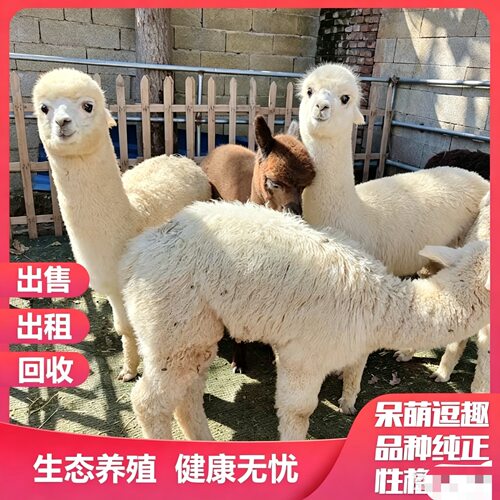 羊驼幼崽活物出售宠物租赁