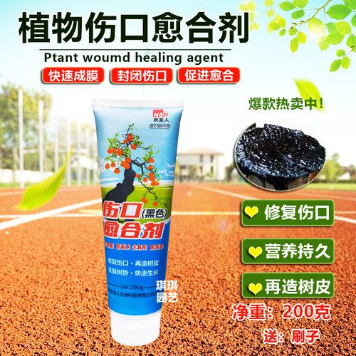 盆景金弹子黑色植物莫
