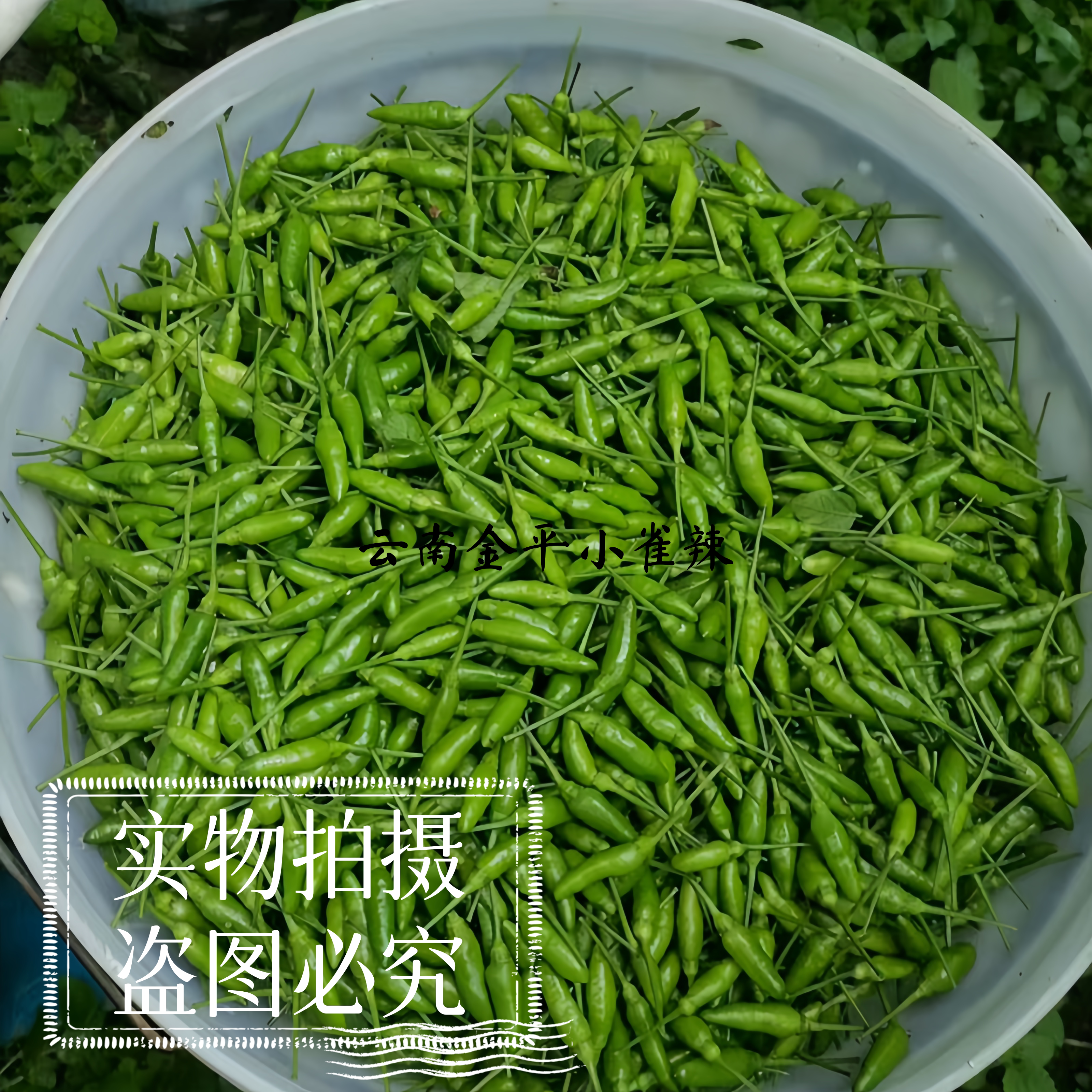 云南红河小雀辣新鲜魔鬼辣辣椒