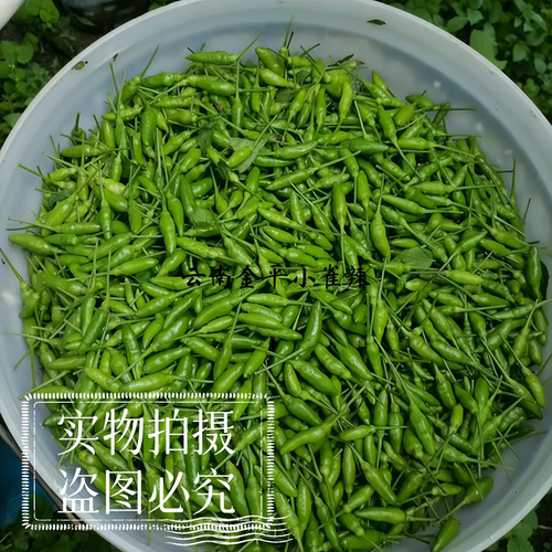 云南红河小雀辣新鲜魔鬼辣辣椒
