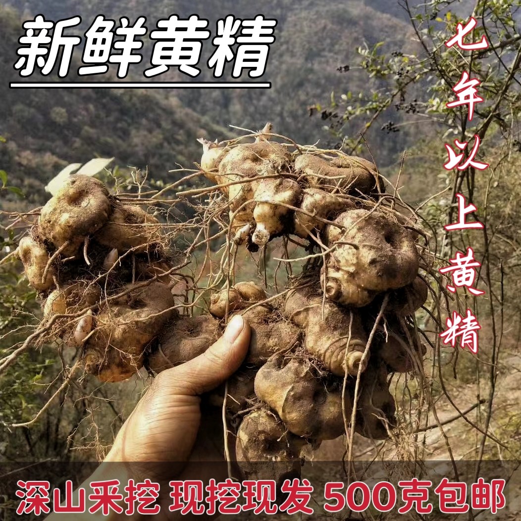 新鲜黄精500g九华山鸡头多花药食两用生黄精种植苗茶滋补药材草本