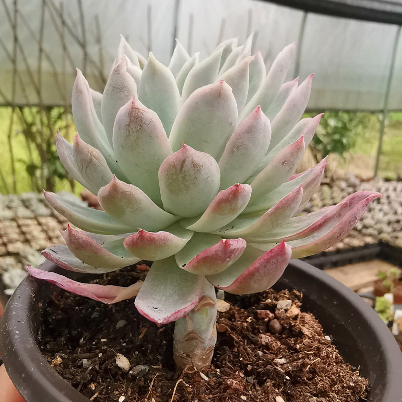 单头多肉趣味植物小拼盘紫罗兰女王阳台窗台肉肉植物景天多肉老桩