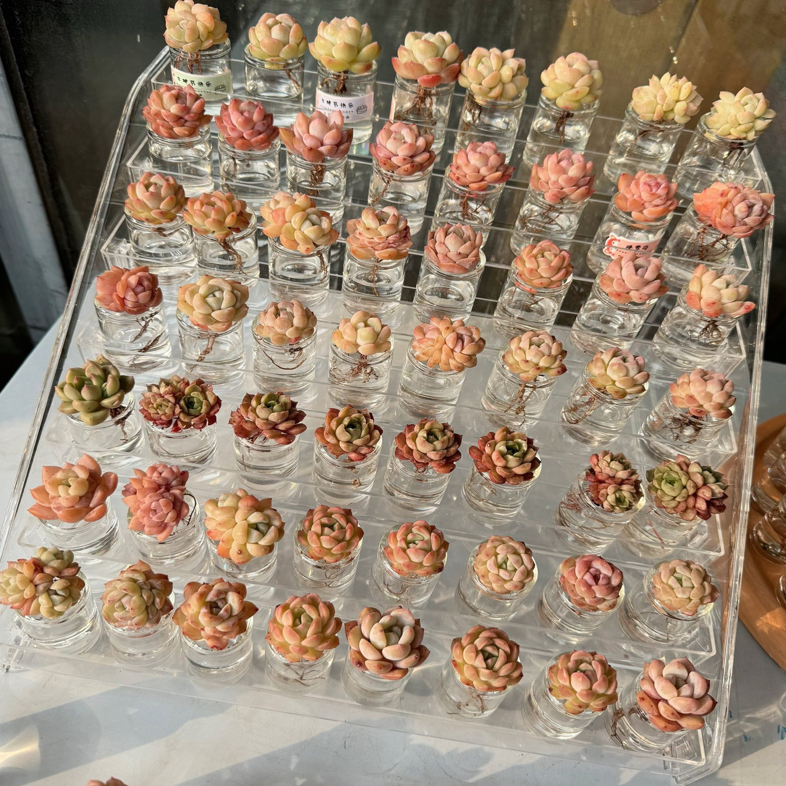 拇指盆花架多肉收纳架盆栽置物架玻璃瓶花盆整理绿植烟架摆摊展示,鲜花速递/花卉仿真/绿植园艺,花架,淘宝优惠券,粉丝福利购,淘宝优惠卷