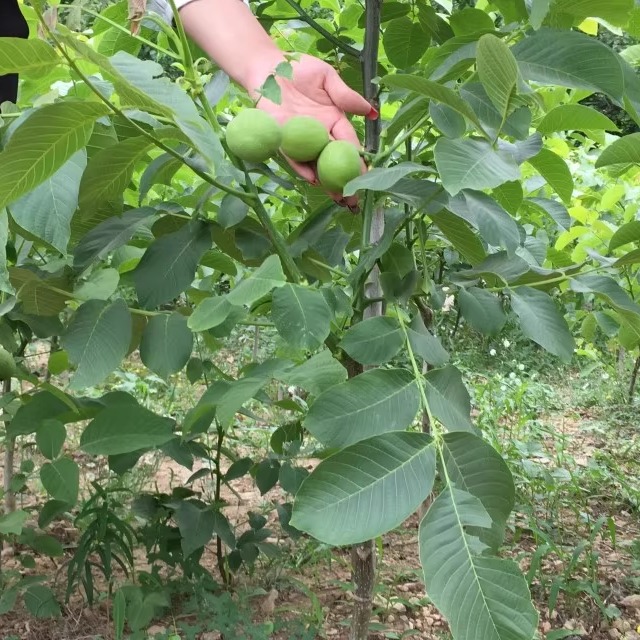 核桃树苗嫁接的薄皮核桃苗8518