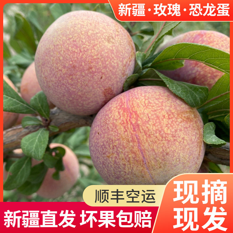 现货新疆喀什玫瑰恐龙蛋李子