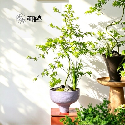 萌悟志大口径高脚兰花盆