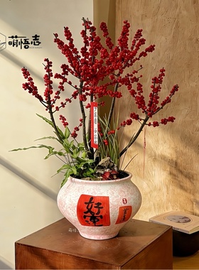 景德镇中式红色喜庆陶瓷花盆冬青红果蝴蝶兰组合专用桌面盆栽清仓