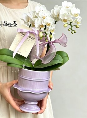 萌悟志陈设创意裙边陶瓷花盆