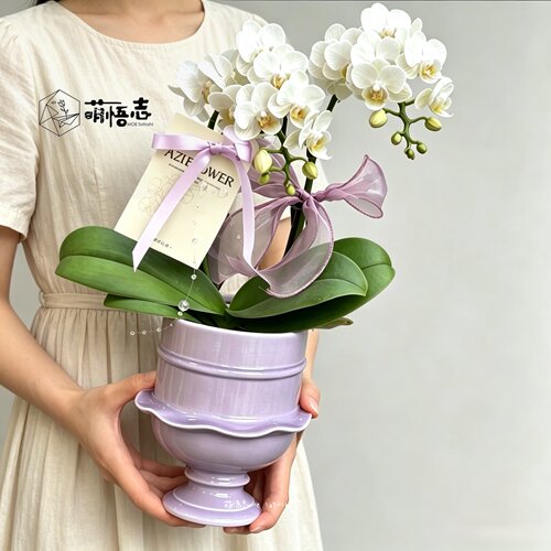 萌悟志陈设创意裙边陶瓷花盆