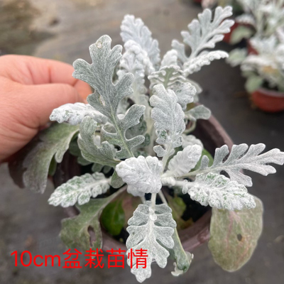满24元银叶菊盆栽赛车手银香菊多年生观叶观花耐寒 阳台庭院