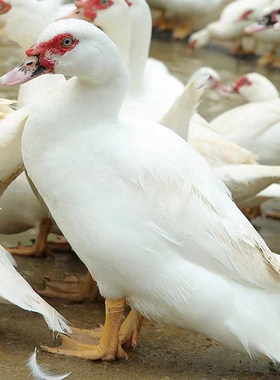 连城特产农家散养白毛老番鸭黄嘴鸭河道放养老鸭活鸭现杀速冻顺丰