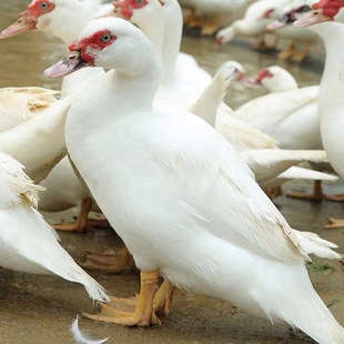 连城特产农家散养白毛老番鸭黄嘴鸭河道放养老鸭活鸭现杀速冻顺丰