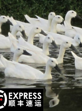 正宗连城白鸭河道散养田间放养白鹜鸭现杀速冻整鸭足三年白鹭鸭母