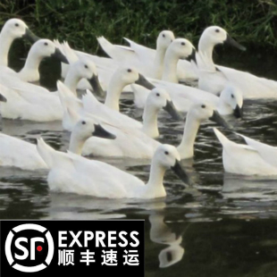 正宗连城白鸭河道散养田间放养白鹜鸭现杀速冻整鸭足三年白鹭鸭母