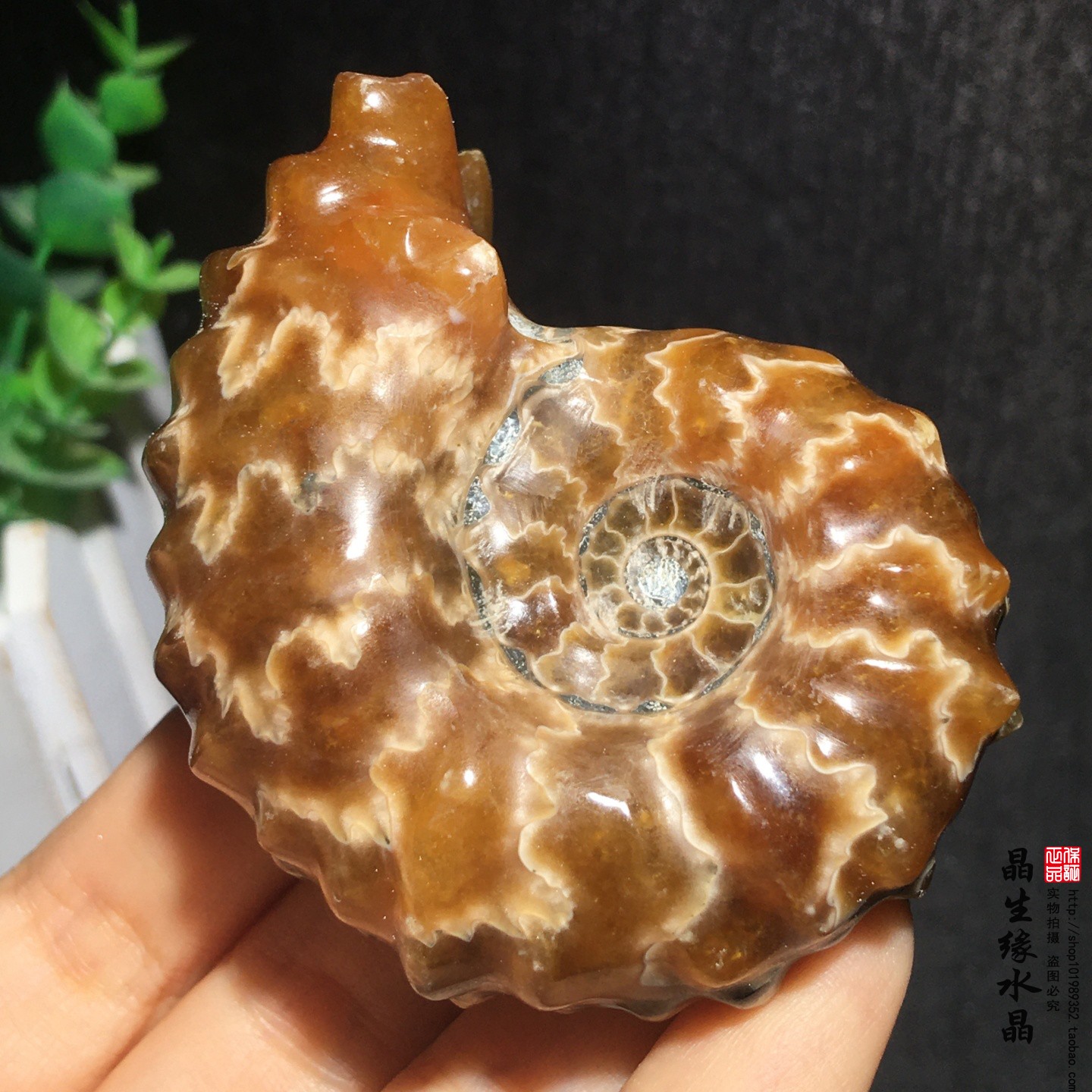 天然精品羊角螺化石菊石化石古生物化石标本收藏矿实物图