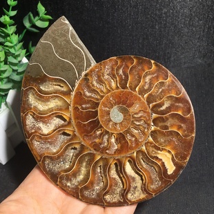 天然马达加斯加菊石化石玉化螺切片招财螺化石开片实物图可选