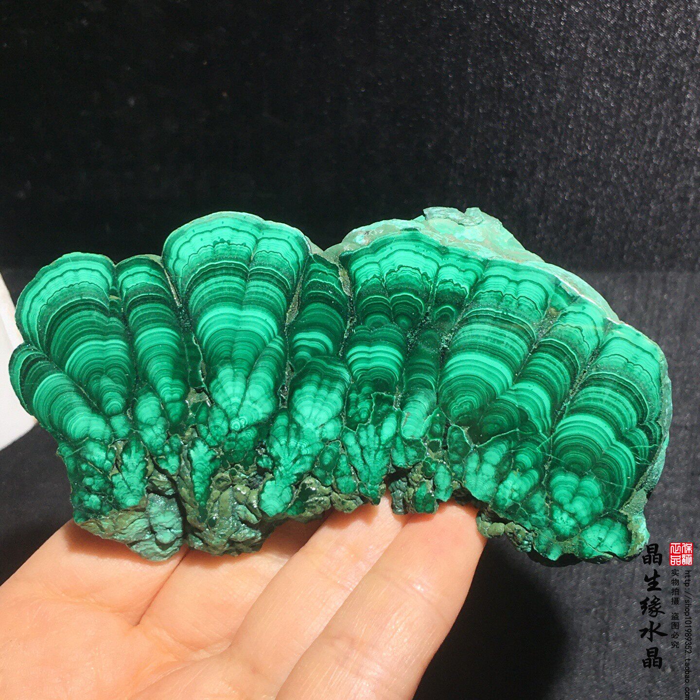 天然孔雀石切片矿物晶体观赏科普标本收藏石实物图可选特价