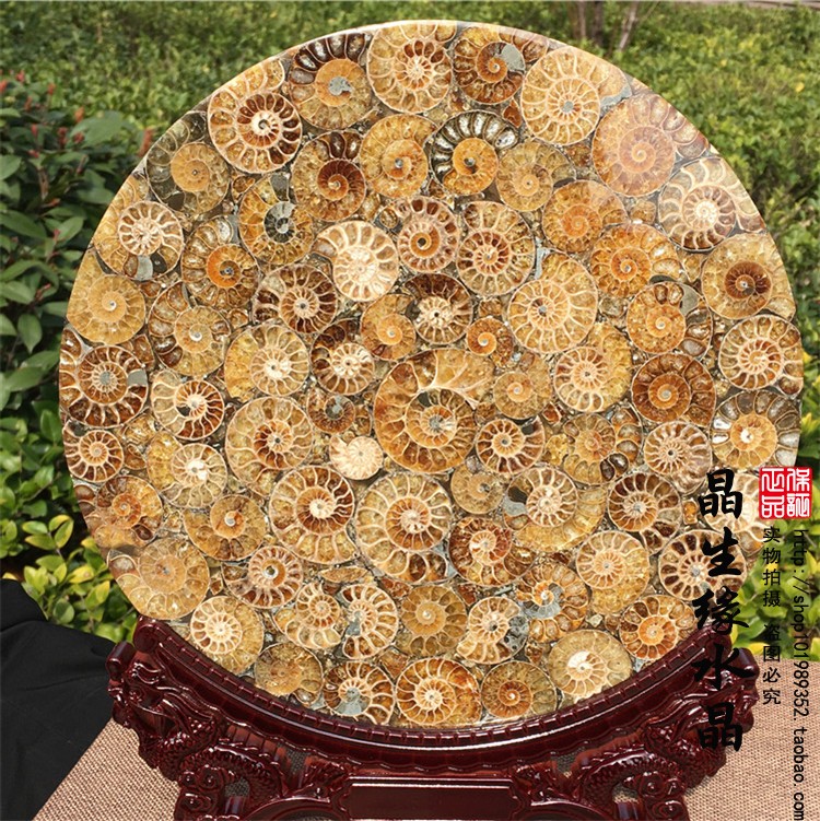 精品马达加斯加玉化螺化石螺盘摆件观赏把玩收藏矿物实物图25cm