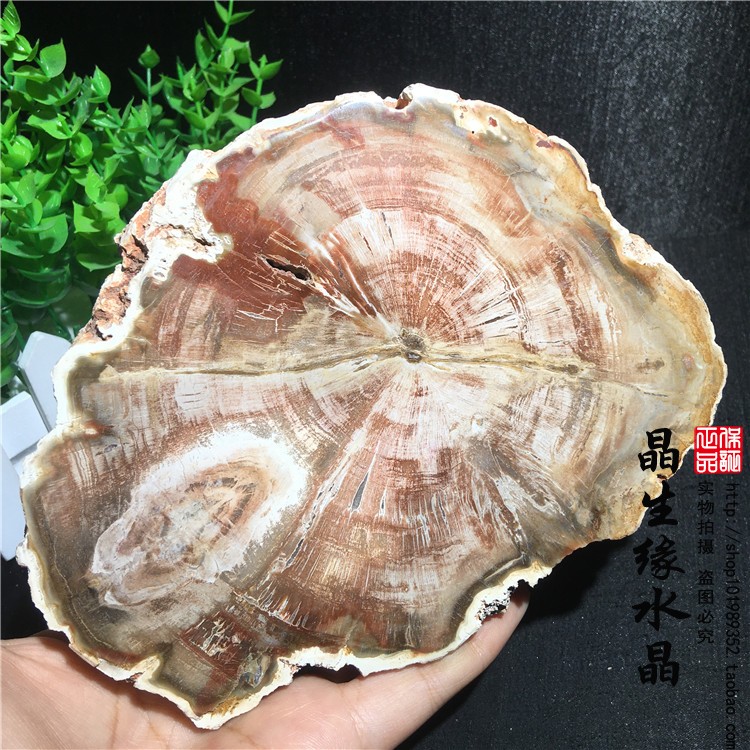 天然木化石矿石摆件片状树化石复古风装饰矿物标本实物图多款可选