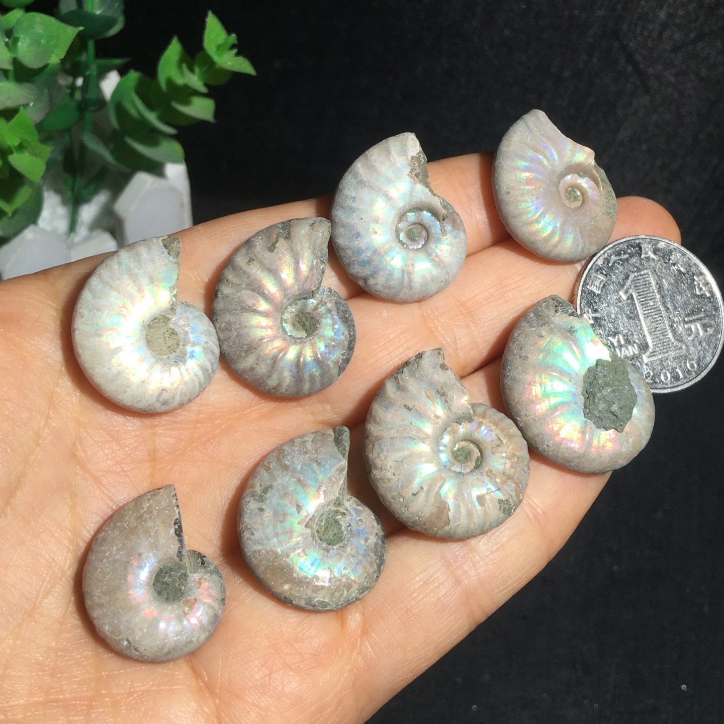 天然马达加斯加原生态螺化石彩螺标本收藏矿石实物图一组,饰品/流行首饰/时尚饰品新,摆件,淘宝优惠券,粉丝福利购,淘宝优惠卷