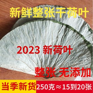 微山湖整张干荷叶250g叫花鸡用荷叶鸡包糯米鸡荷叶熬粥新鲜干荷叶