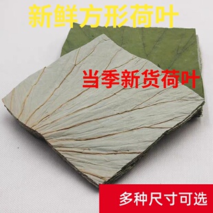 新鲜荷叶方形片50张糯米鸡用荷叶饭家用包粽子荷叶家用糯米鸡荷叶