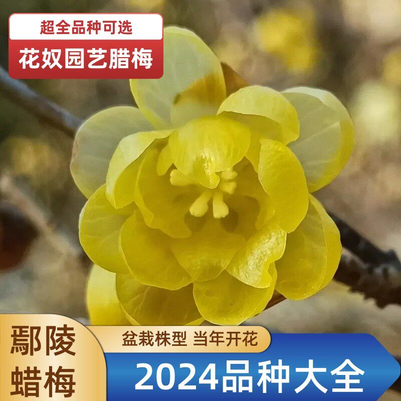 鄢陵盆栽型素心檀香磬口虎蹄腊梅