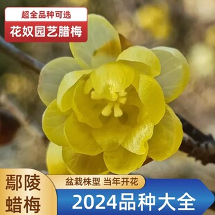 鄢陵盆栽型素心檀香磬口虎蹄腊梅花嫁接品种树苗浓香年宵耐寒好养